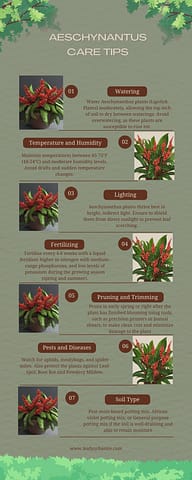 Infographic showing basic tips about caring for Aeschynanthus plants