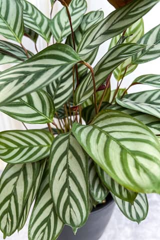 Photo of Calathea Exotica