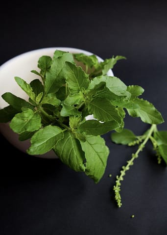 Photo of Thai Basil