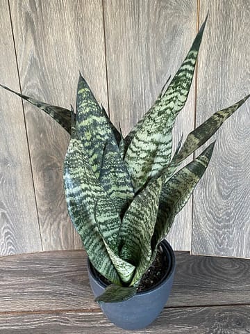 sansevieria robusta