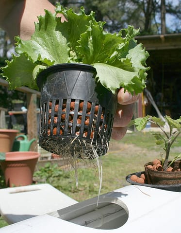 hydroponic nutrient film technique