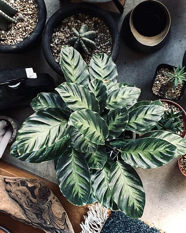 Calathea Misto