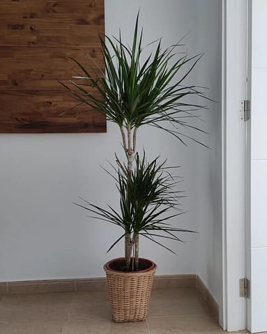 Dracaena Marginata