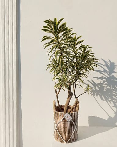 Dracaena Reflexa