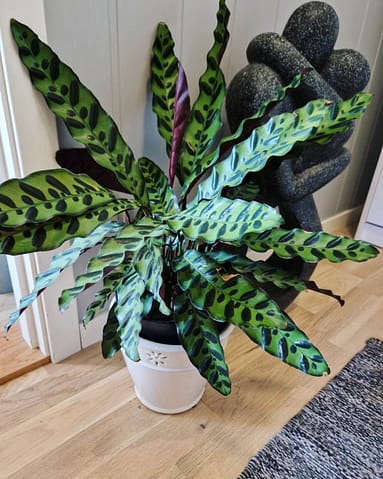 Medium-Calathea-Lancifolia