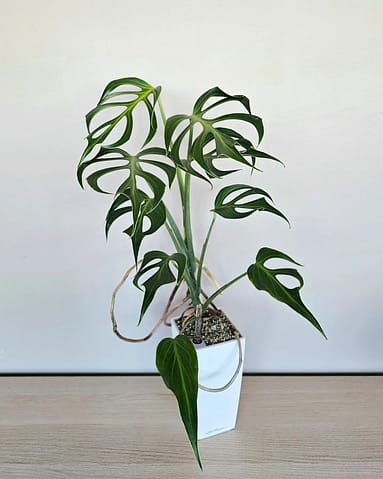 Medium Monstera Burle Marx Flame