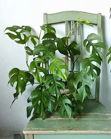 Monstera Minima