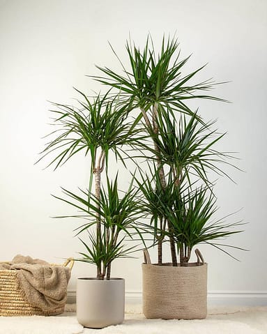 How to Grow and Care for Dracaena Marginata - Leafy Urbanite