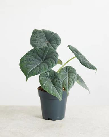 Alocasia Maharani from PLNTS