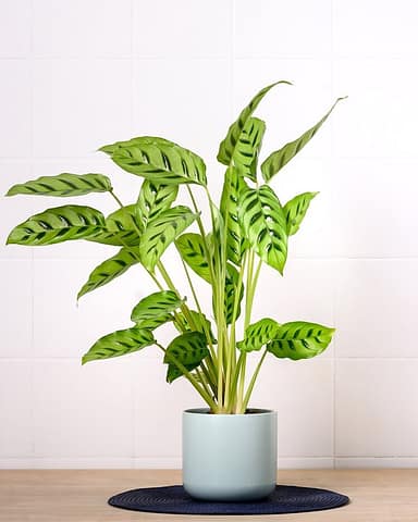 Calathea Leopardina White background