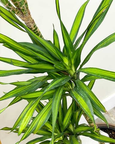 Dracaena Rikki plant