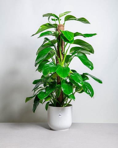 Monstera Lechleriana