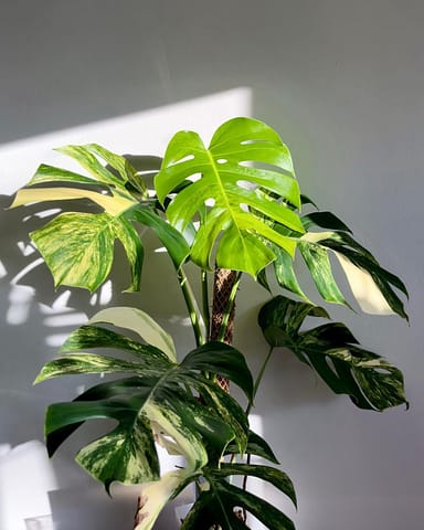 Small Monstera Aurea