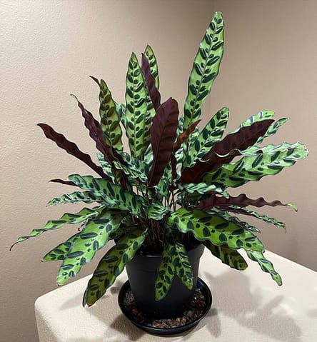 Photo of a Rattlesnake Plant