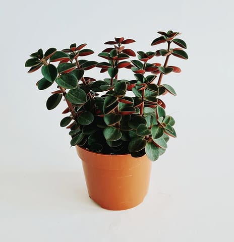 Peperomia Verticillata