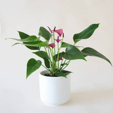 Anthurium Zizou in a White pot