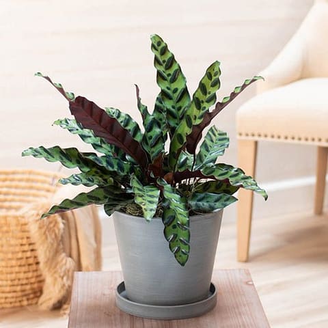 Photo of Calathea Lancifolia