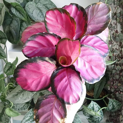 Photo of Calathea Rosy plant