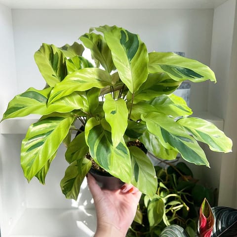 Calathea Yellow Fusion