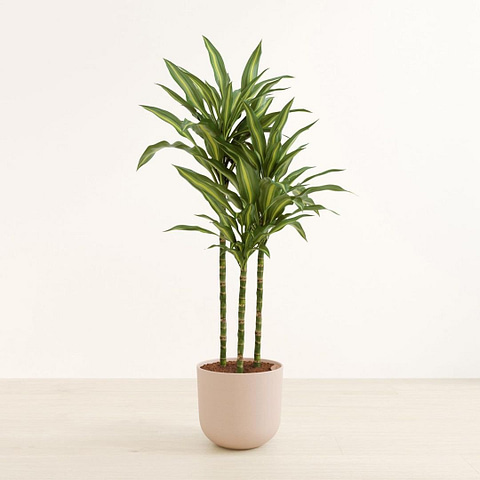 Photo of Dracaena Cintho 