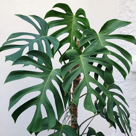 Monstera Sierrana