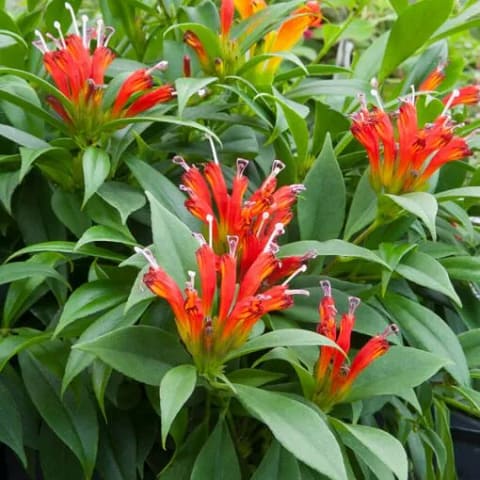 photo of a tangerine lipstick plant