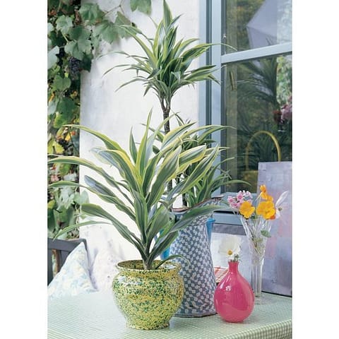 dracaena-lemon-lime-dragon-tree