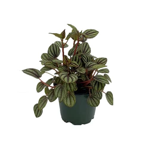 Peperomia Albovittata