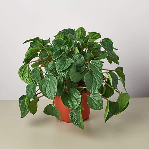 Peperomia-RanaVerde