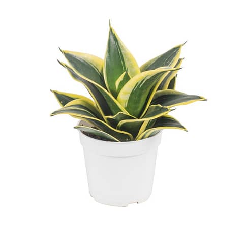 Black Star Sansevieria 