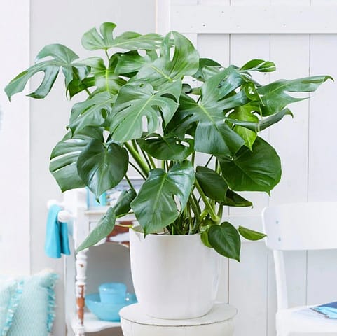 Sweese Cheese Plant