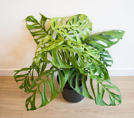 Monstera Esqueleto