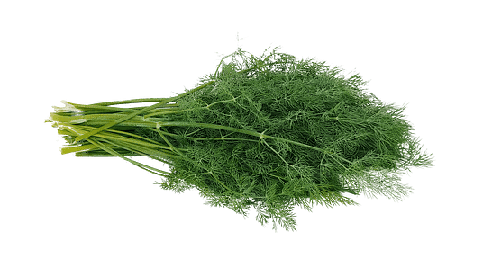 Dill Plant