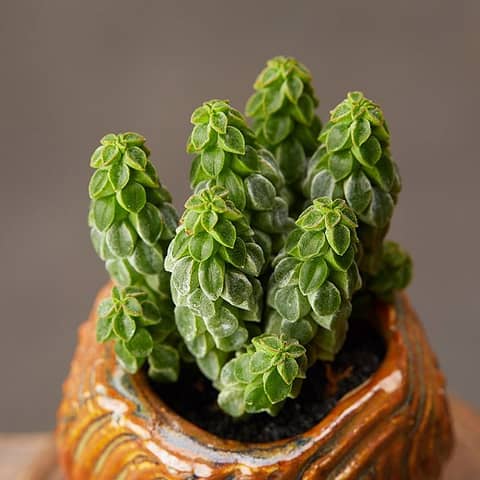 peperomia columella