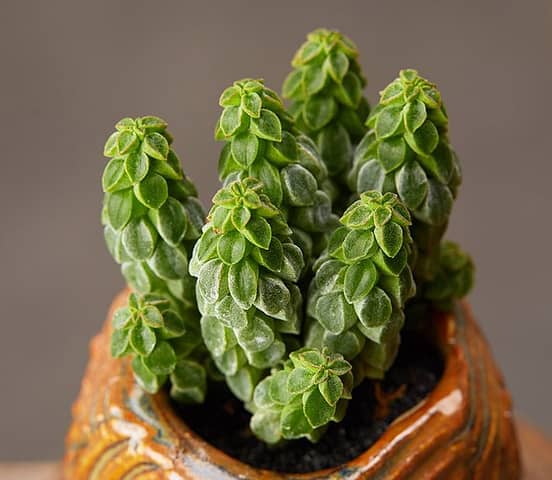 peperomia columella