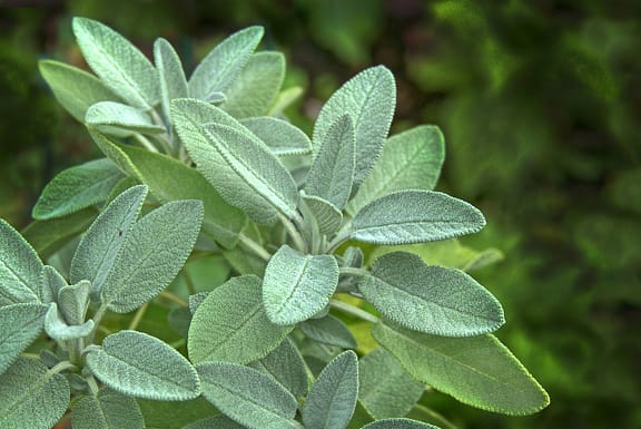 Sage plant