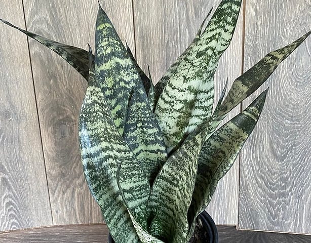 sansevieria robusta