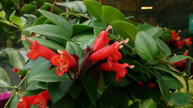 Photo of a Aeschynanthus Radicans (Curly Lipstick Plant)
