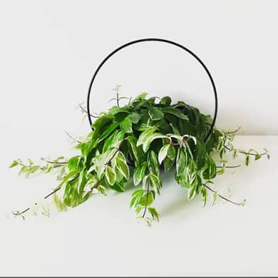 Variegated Aeschynanthus photo