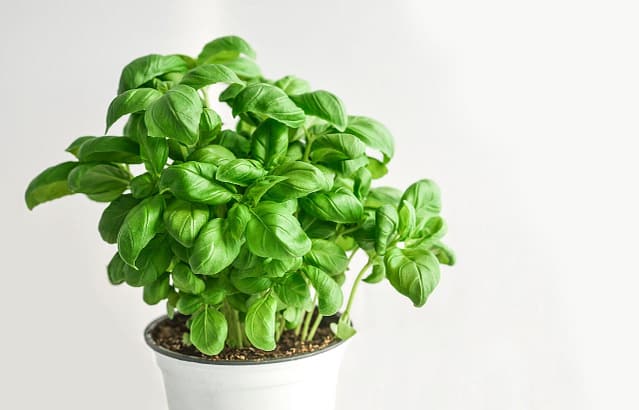 basil plant