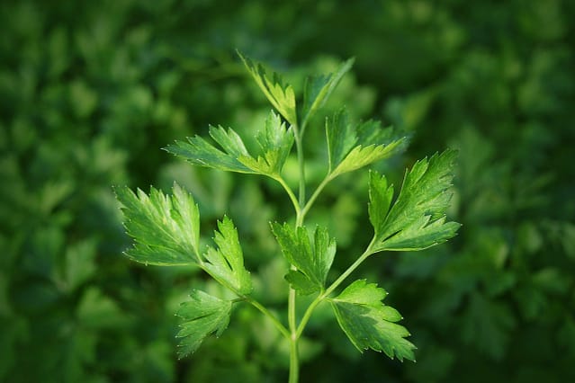 parsley, kitchen herbs, herbs-2754321.jpg