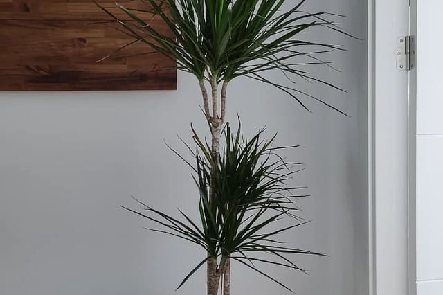 Dracaena Marginata