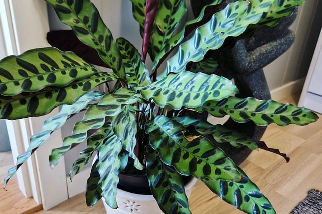 Medium-Calathea-Lancifolia