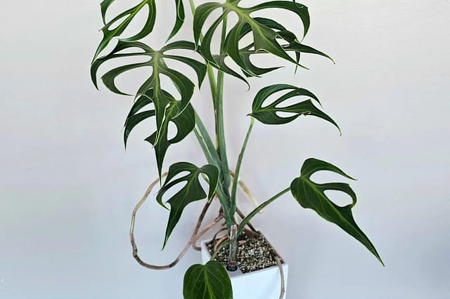 Medium Monstera Burle Marx Flame