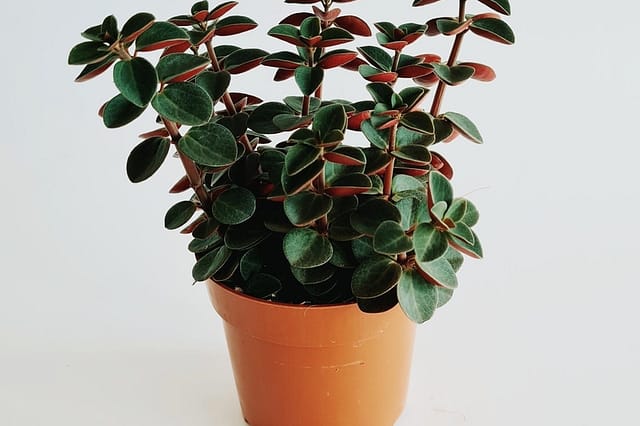 Peperomia Verticillata