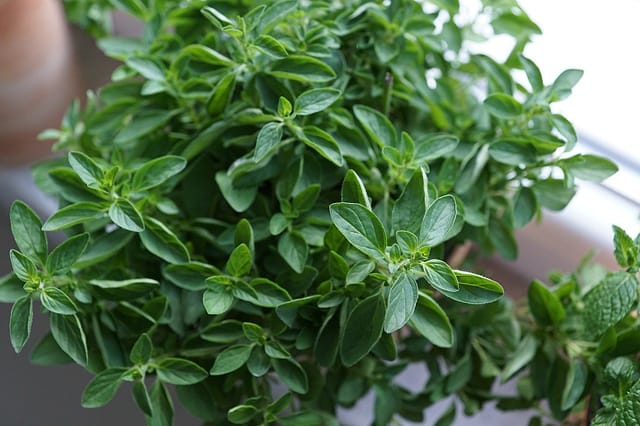 oregano, herbs, kitchen-790702.jpg