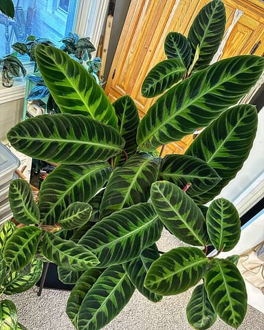 Photo of Calathea Warscewiczii