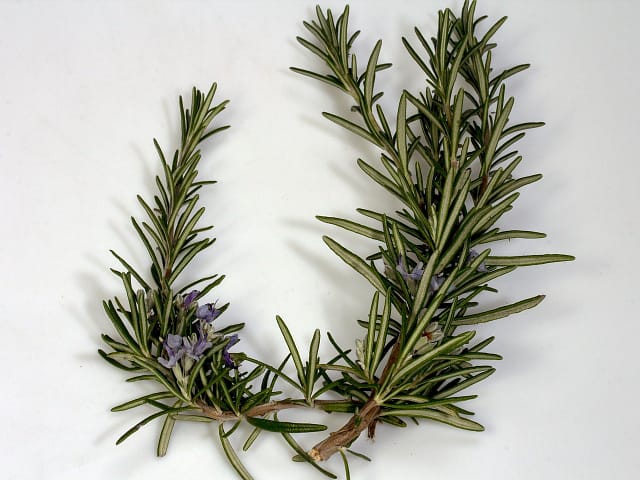 Photo of Rosemary Plant