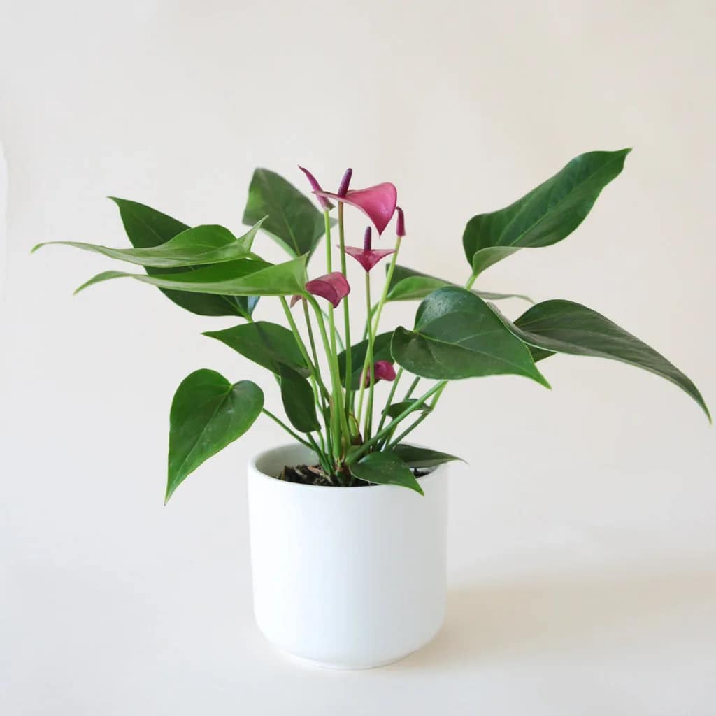 How to Grow and Care for Anthurium Plants Leafy Urbanite