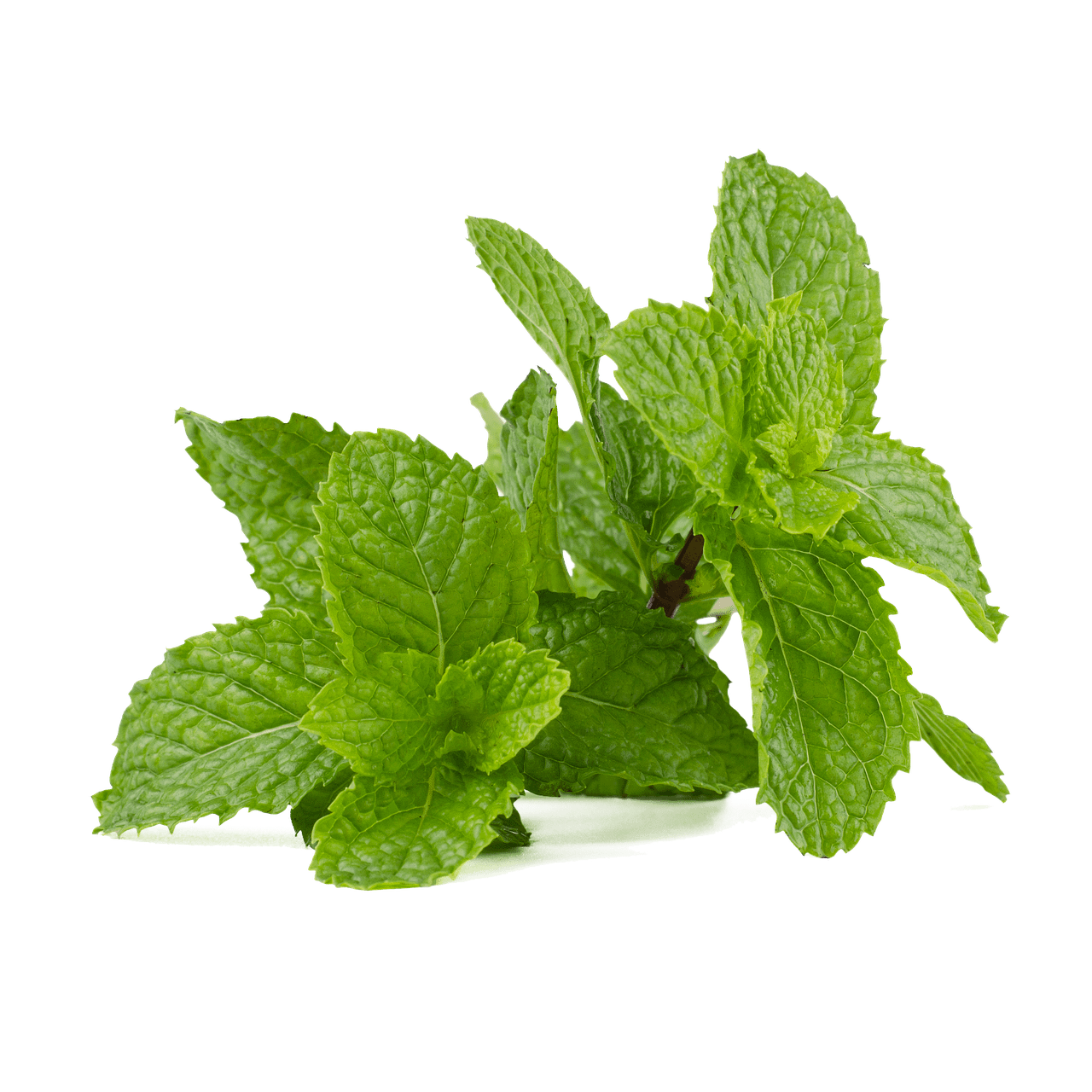 How to Grow Mint Indoors - Leafy Urbanite